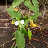 Commelina undulata R.Br.